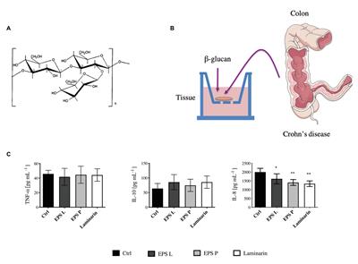 Evaluation of an O2-Substituted (1–3)-β-D-Glucan, Produced by Pediococcus parvulus 2.6, in ex vivo Models of Crohn’s Disease